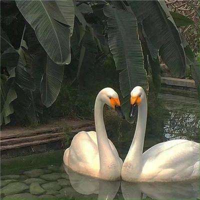 百姓彩票手机app下载